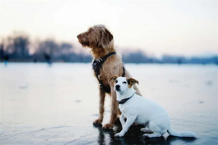 Capstar® for Dogs & Cats: Fast-Acting Flea Treatment Guide