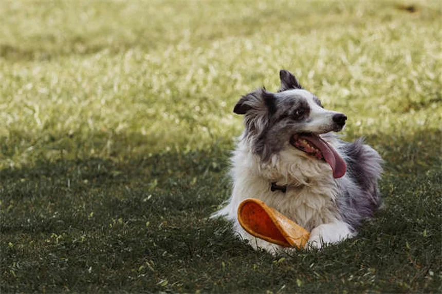 Capstar® for Dogs & Cats: Fast-Acting Flea Treatment Guide