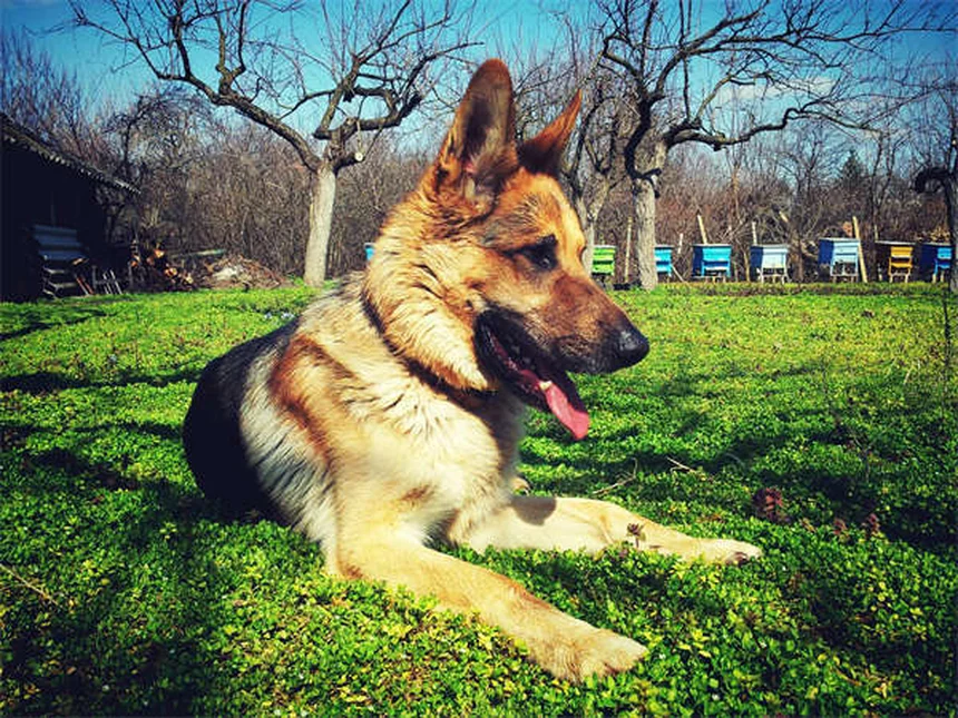 Capstar® for Dogs & Cats: Fast-Acting Flea Treatment Guide