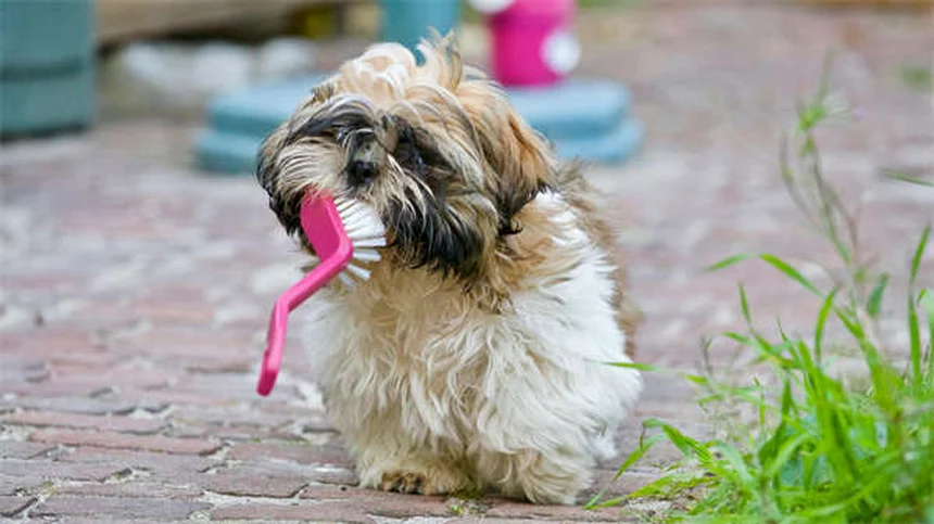 5 Proven Ways to Get Rid of Fleas on Cats Fast
