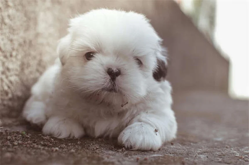 How to Leash Train a Dog: 7 Simple Steps for Stress-Free Walks