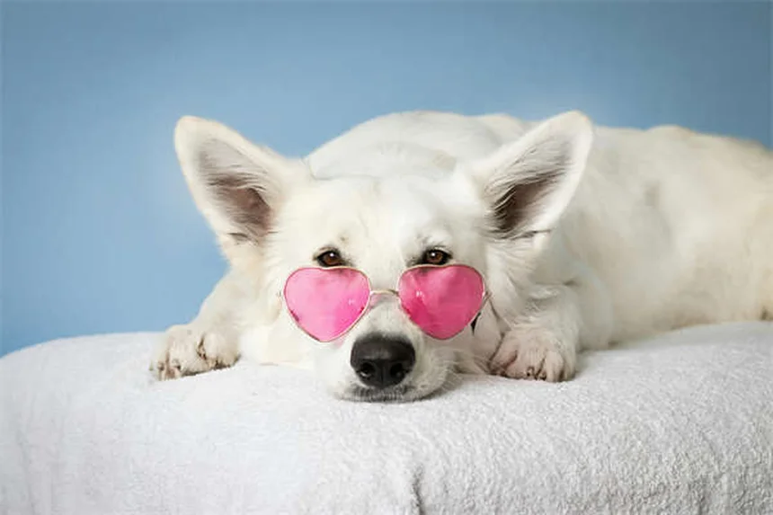5 Must-Know Flea & Tick Prevention Tips to Protect Your Pet Year-Round