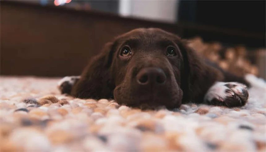 5 Must-Know Flea & Tick Prevention Tips to Protect Your Pet Year-Round