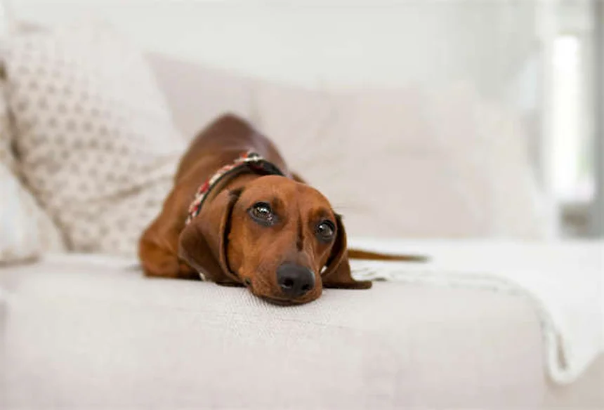 5 Must-Know Flea & Tick Prevention Tips to Protect Your Pet Year-Round