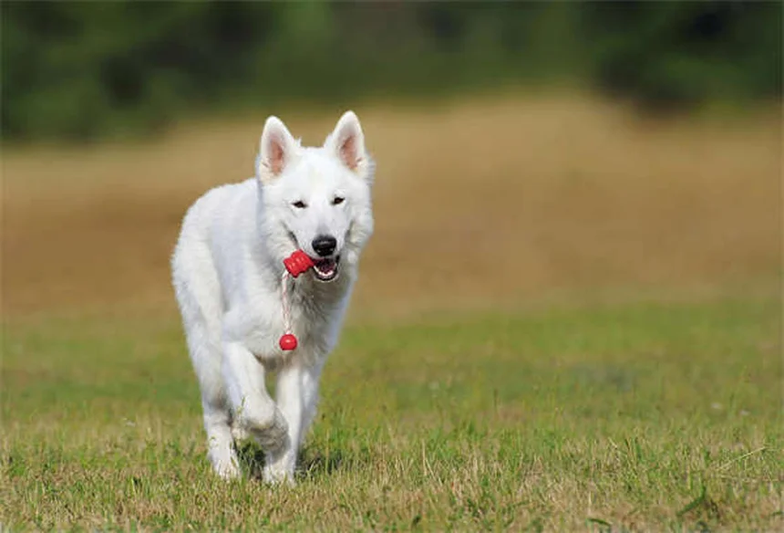 Cat Limping: 5 Reasons Why & When to See a Vet