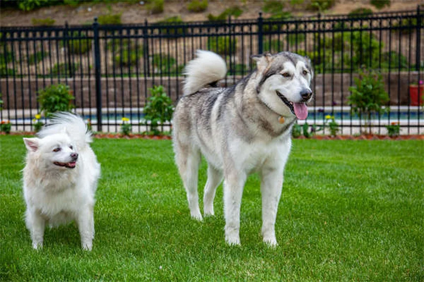 7 Common Puppy Illnesses: Symptoms & Prevention Tips