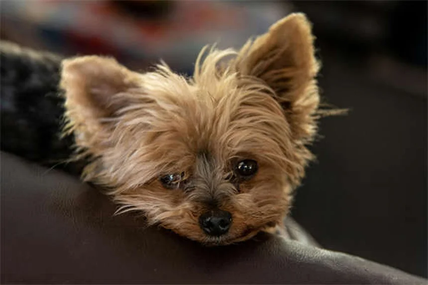 7 Common Puppy Illnesses: Symptoms & Prevention Tips