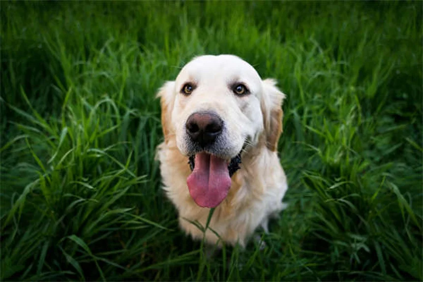7 Common Puppy Illnesses: Symptoms & Prevention Tips