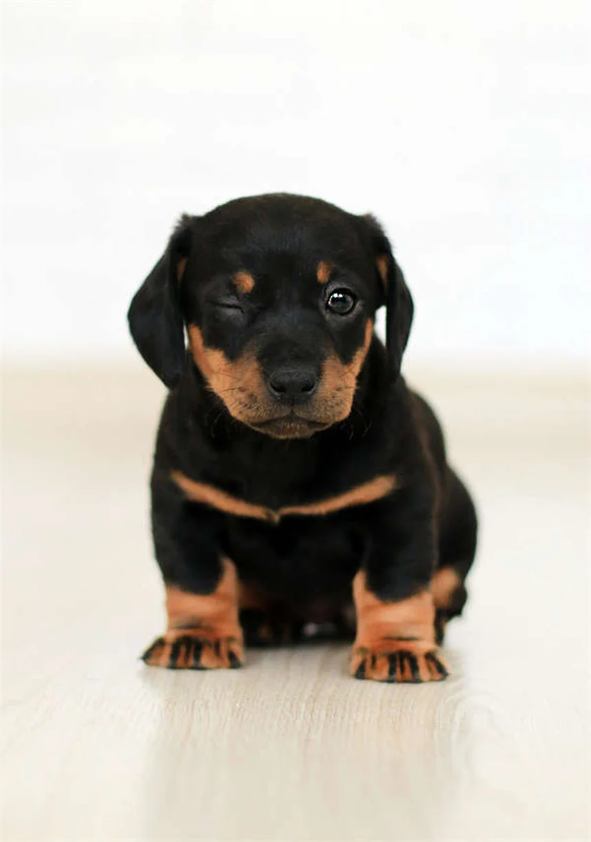 When to Put a Dog Down: 7 Signs It's Time to Say Goodbye