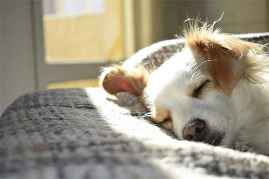 When to Put a Dog Down: 7 Signs It's Time to Say Goodbye
