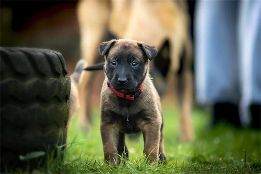 When to Put a Dog Down: 7 Signs It's Time to Say Goodbye