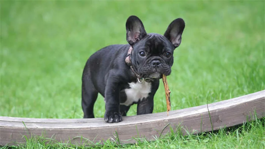 Heartworm in Cats: 5 Must-Know Facts to Protect Your Feline