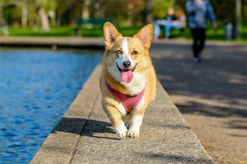 7 Best Enrichment Toys for Dogs That Keep Their Minds Sharp