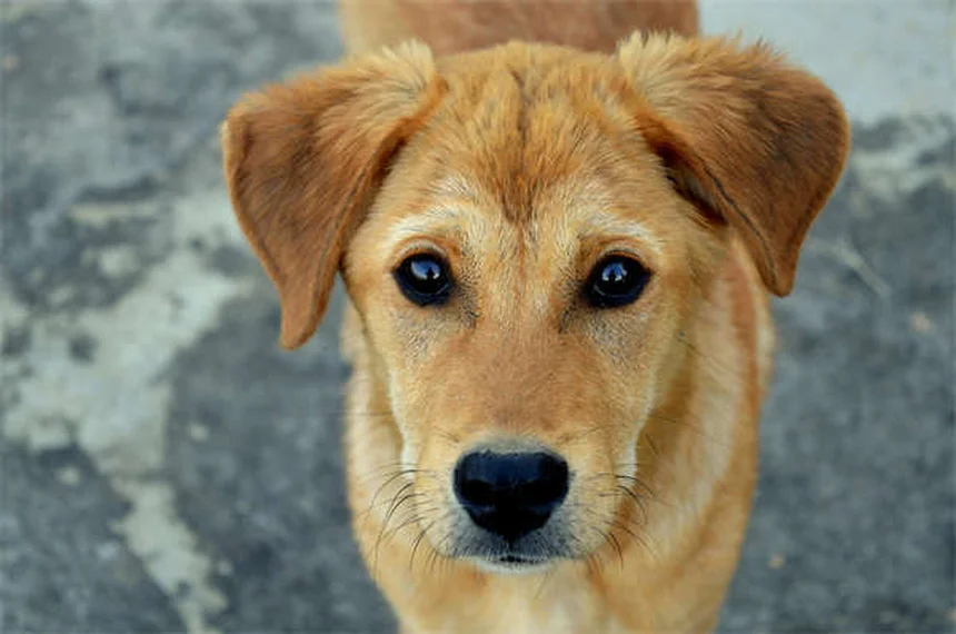 Why Is My Dog Not Eating? 7 Common Causes & Quick Fixes