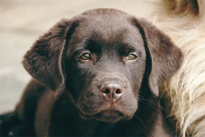 Why Is My Dog Not Eating? 7 Common Causes & Quick Fixes