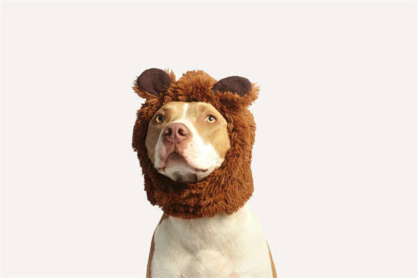 Why Is My Dog Not Eating? 7 Common Causes & Quick Fixes