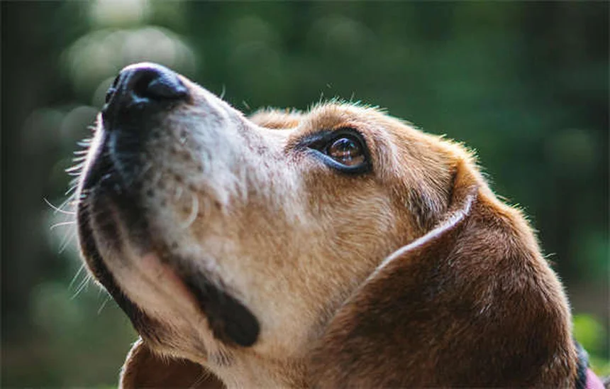 Why Is My Dog Not Eating? 7 Common Causes & Quick Fixes