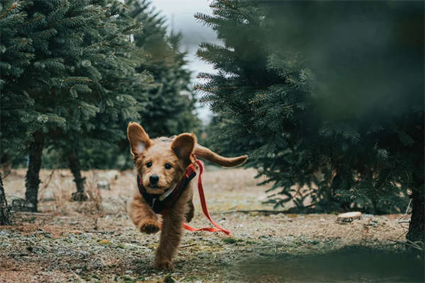 5 Amazing Benefits of Dog Massage You Need to Know