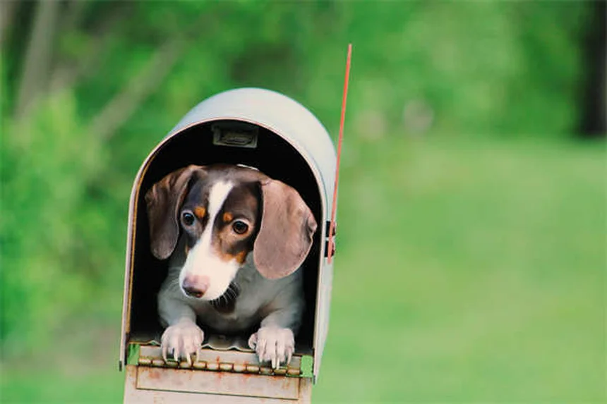 5 Amazing Benefits of Dog Massage You Need to Know