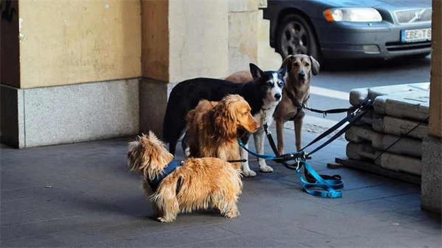 5 Amazing Benefits of Dog Massage You Need to Know