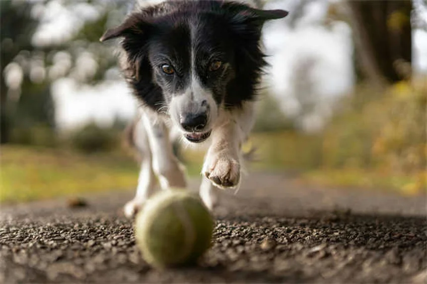 Why Is My Dog Coughing and Gagging? 5 Common Causes Explained