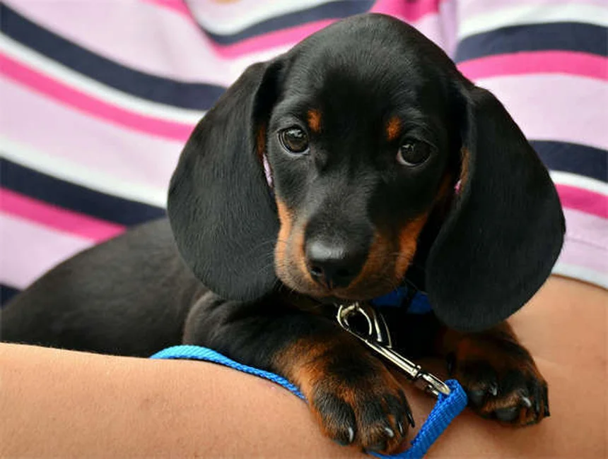 Can Dogs Be Allergic to Cats? 5 Surprising Signs & Solutions