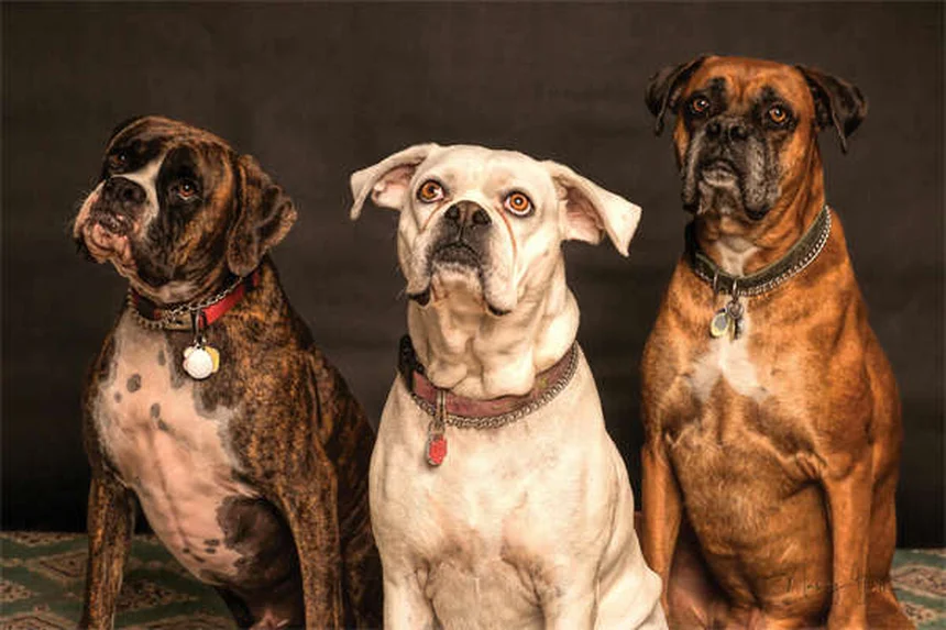 Can Dogs Be Allergic to Cats? 5 Surprising Signs & Solutions