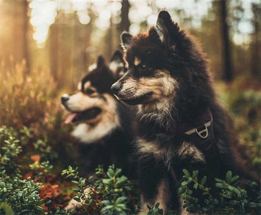 5 Proven Ways to Keep Your Dog Full & Satisfied Longer