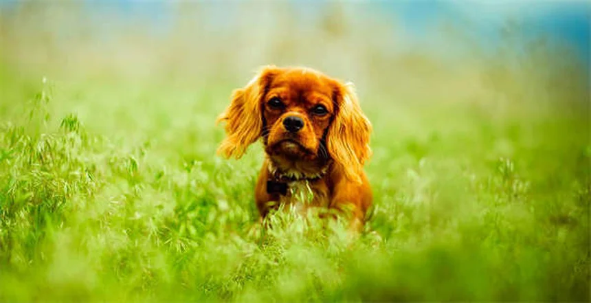 Gerbils with Epilepsy: 5 Essential Care Tips You Need to Know