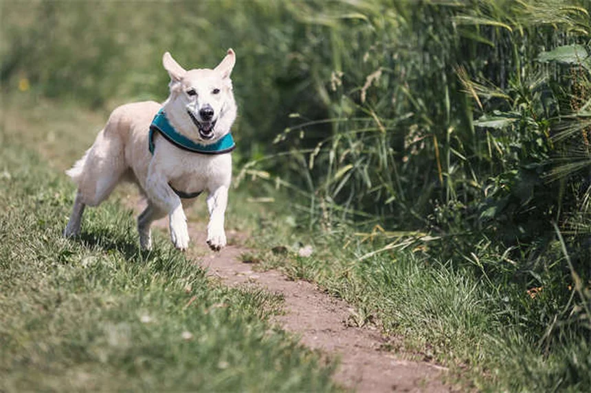 5 Best Tick Prevention for Cats: Keep Your Feline Safe Year-Round