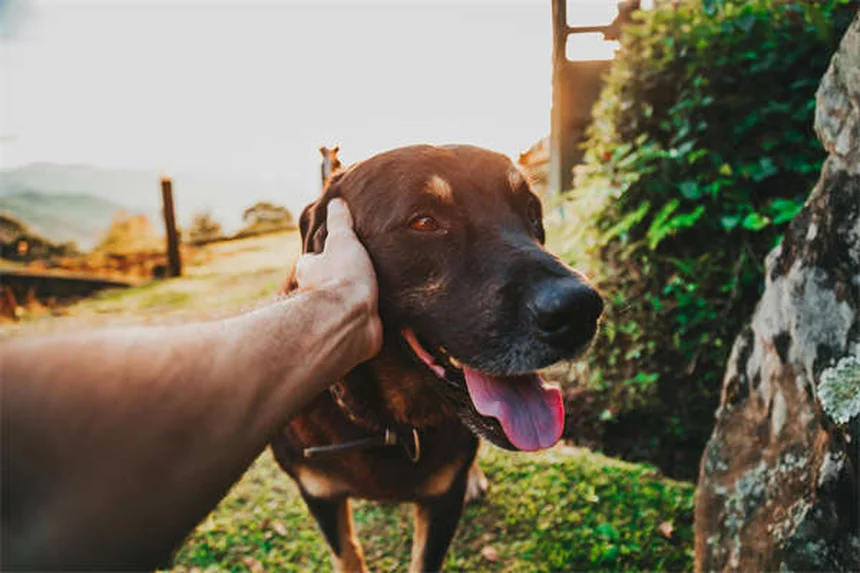 5 Best Tick Prevention for Cats: Keep Your Feline Safe Year-Round