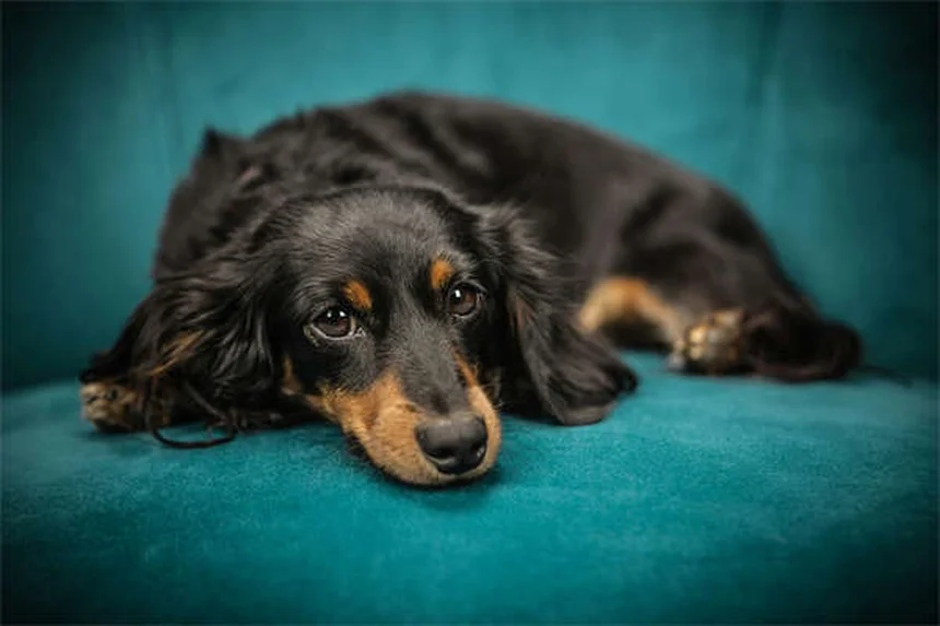 Safe NSAIDs for Dogs: Vet-Approved Pain Relief Options