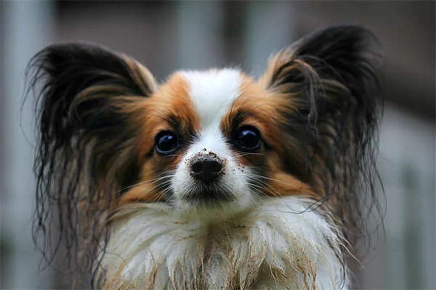 Safe NSAIDs for Dogs: Vet-Approved Pain Relief Options