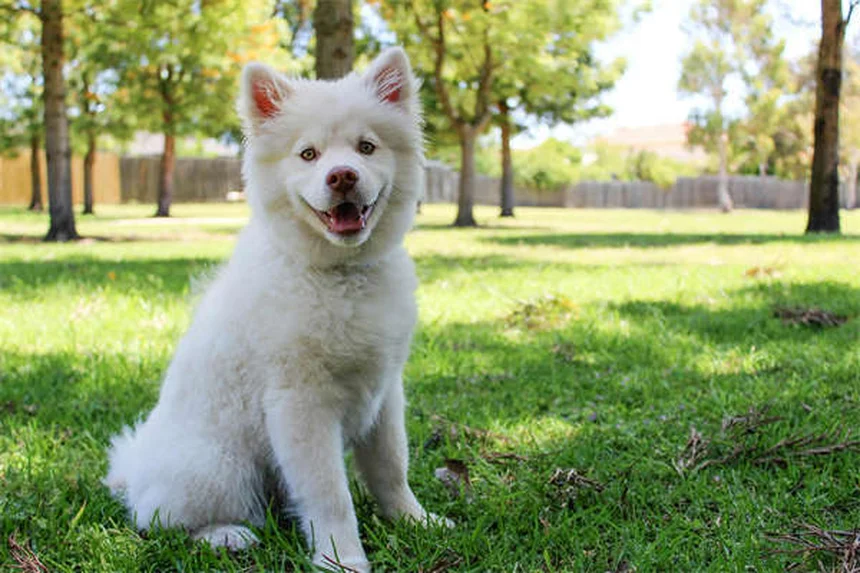 Safe NSAIDs for Dogs: Vet-Approved Pain Relief Options