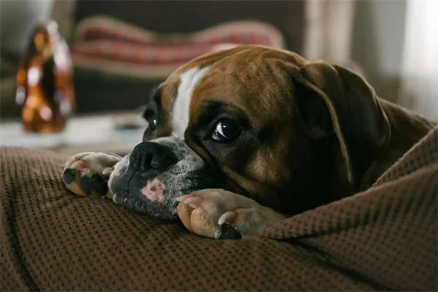 Safe NSAIDs for Dogs: Vet-Approved Pain Relief Options