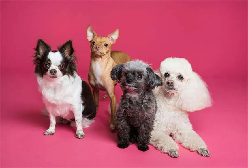 Best Dog Breeds for First-Time Owners: 21 Perfect Pups for New Pet Parents