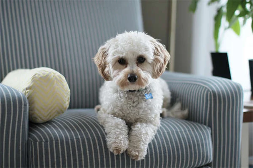 Best Dog Breeds for First-Time Owners: 21 Perfect Pups for New Pet Parents