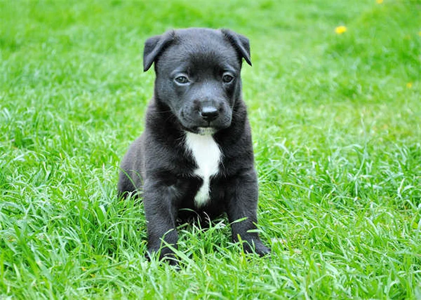 Dog Years to Human Years: The Accurate Way to Calculate Your Pup's Age