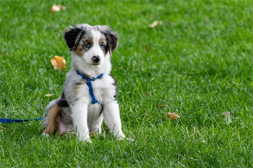 Dog Years to Human Years: The Accurate Way to Calculate Your Pup's Age