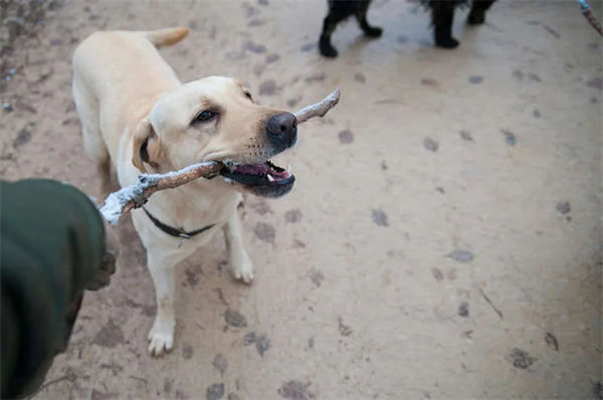 Why Is My House-Trained Dog Pooping Inside? 7 Common Causes & Fixes
