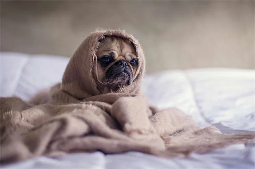 Why Is My House-Trained Dog Pooping Inside? 7 Common Causes & Fixes