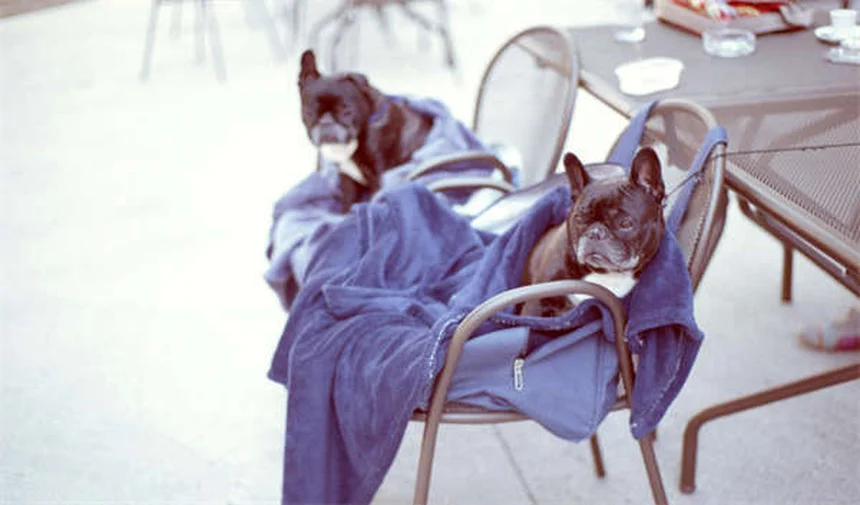 How Often Should You Walk Your Dog? Expert Tips for Every Breed & Age