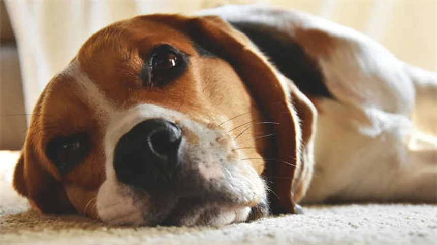 How Often Should You Walk Your Dog? Expert Tips for Every Breed & Age
