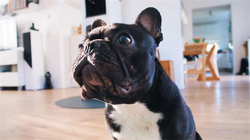 How Often Should You Walk Your Dog? Expert Tips for Every Breed & Age