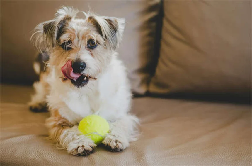 Dog Neutering: What Every Pet Owner Needs to Know