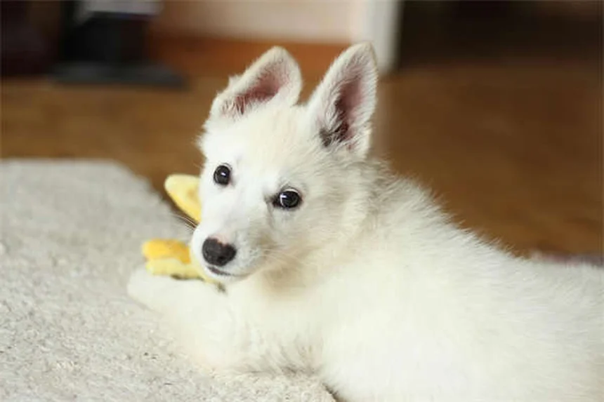 Dog Neutering: What Every Pet Owner Needs to Know