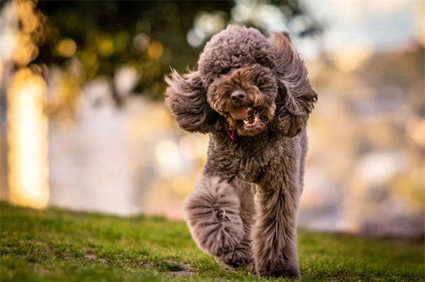Dog Neutering: What Every Pet Owner Needs to Know