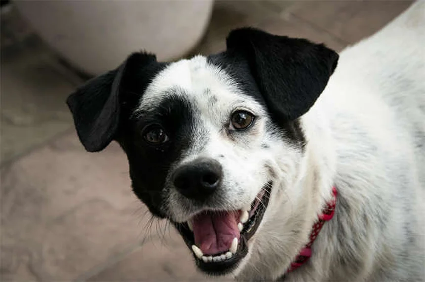 Benadryl for Dogs: Safe Dosage & Side Effects Guide (Vet Approved)