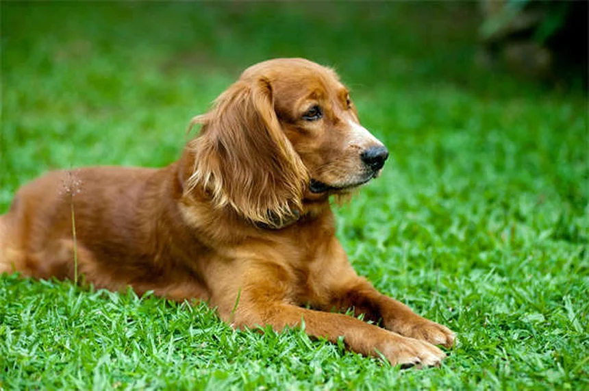 Benadryl for Dogs: Safe Dosage & Side Effects Guide (Vet Approved)