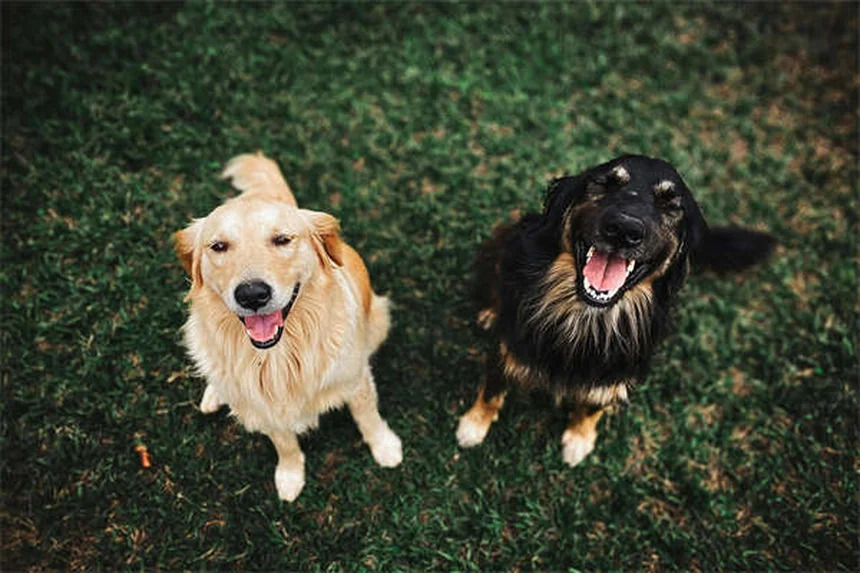 Benadryl for Dogs: Safe Dosage & Side Effects Guide (Vet Approved)